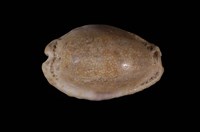 藏品(腰斑寶螺)的圖片